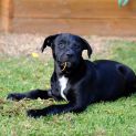 Photo of Chicko 