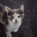 Photo of Cornelia