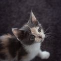 Photo of Cornelia