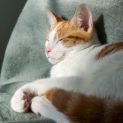 Photo of Berlioz