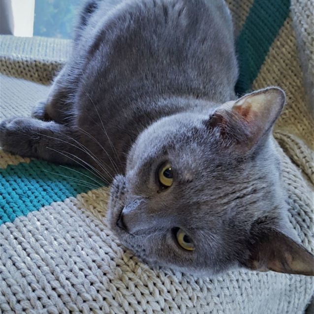 Photo of Dexter ^^Dandy Cat Rescue^^