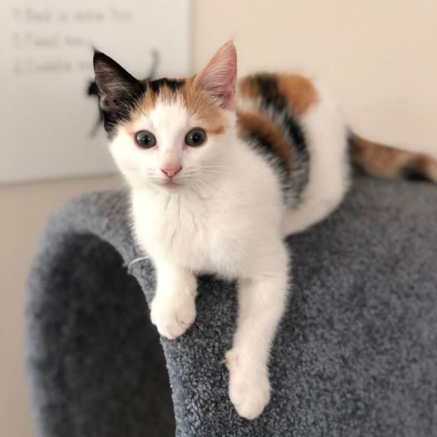 Photo of Cookie (Located In Narre Warren North)