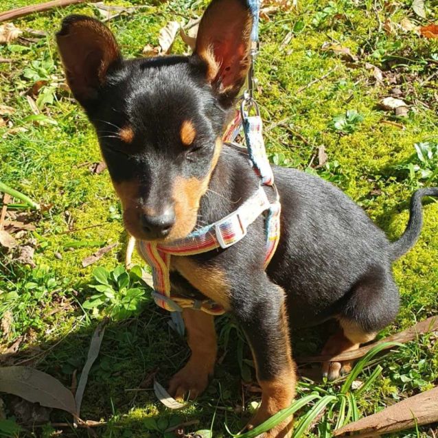 Photo of Mouse