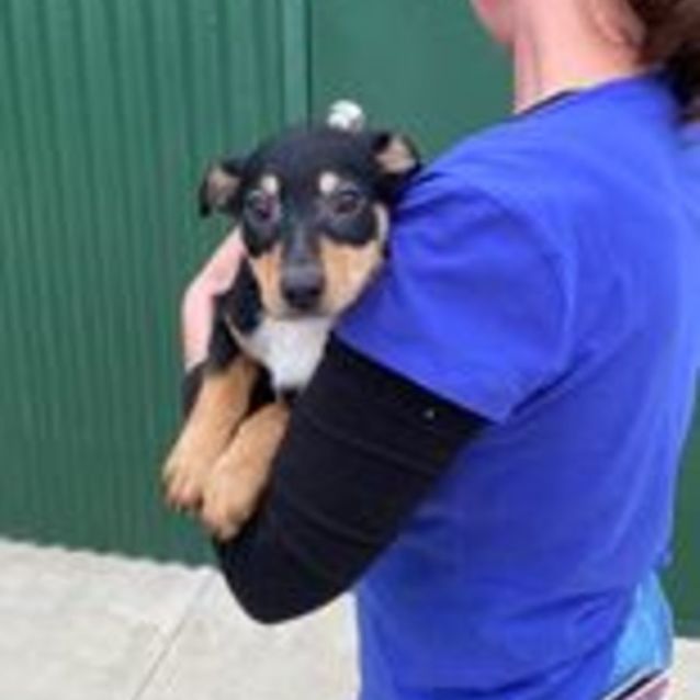Photo of Scout