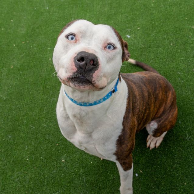 Photo of Leonardo Imp 726