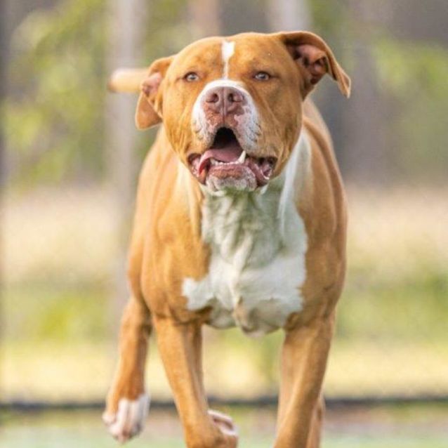 Photo of Bronx Imp 1424