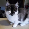 Photo of Remington ^Dandy Cat Rescue^