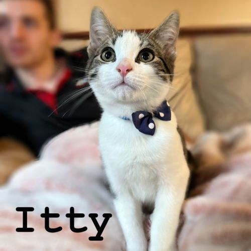 Itty **2nd Chance Cat Rescue**