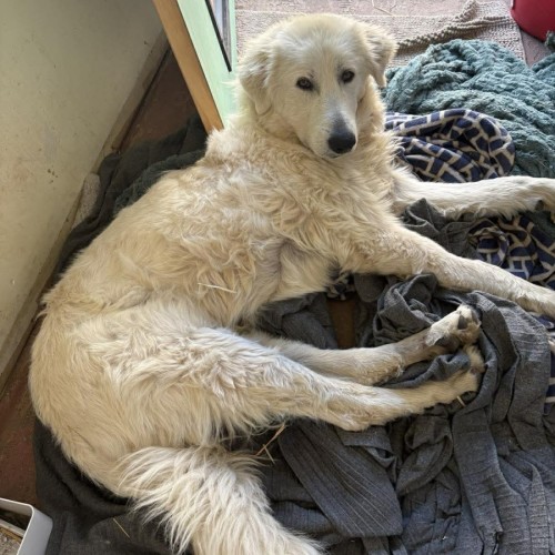 No photo for Sherrif Max