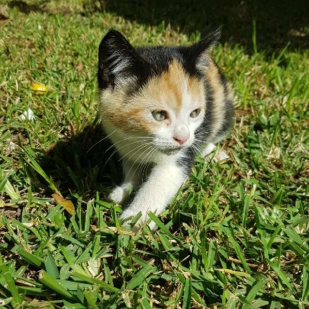 Photo of Franklin 