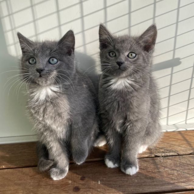 Photo of Otter + Olivia 