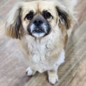 Photo of Archie