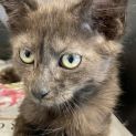 Photo of Smokey