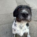 Photo of Ollie