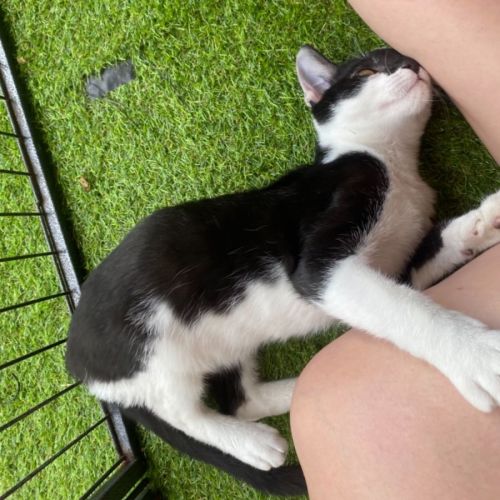 Milo