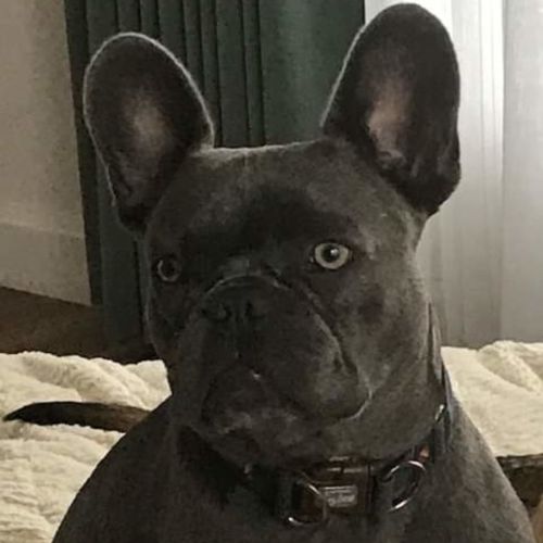 Ronnie Bologna