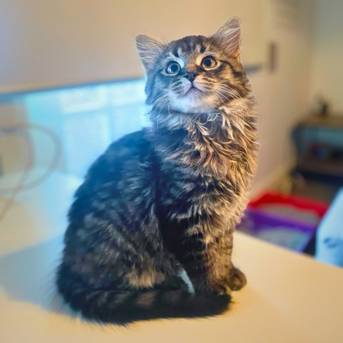 Josie