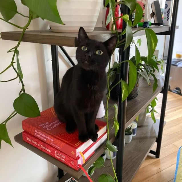 Photo of Allegra 🌹