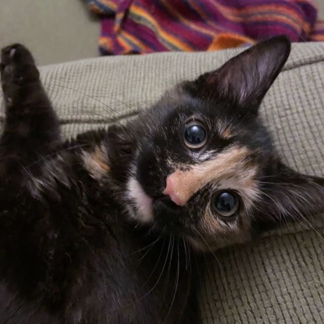 Photo of Mimosa ^^Dandy Cat Rescue^^