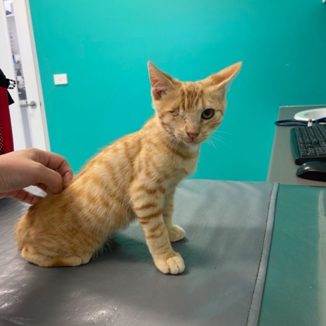 Photo of Captain Jack Sparrow