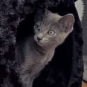 Photo of Thimble ^Dandy Cat Rescue^