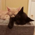 Photo of Kyle **2nd Chance Cat Rescue**