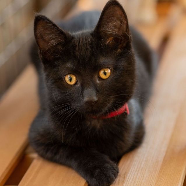 Photo of Vadar **2nd Chance Cat Rescue**