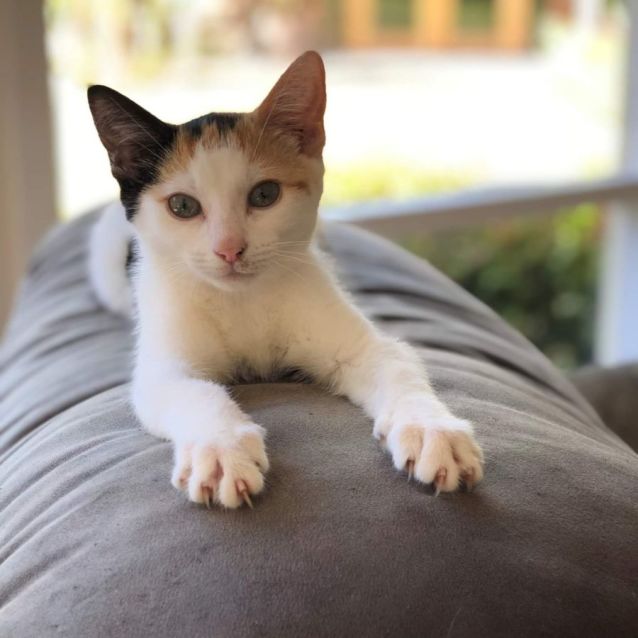 Photo of Cookie (Located In Narre Warren North)