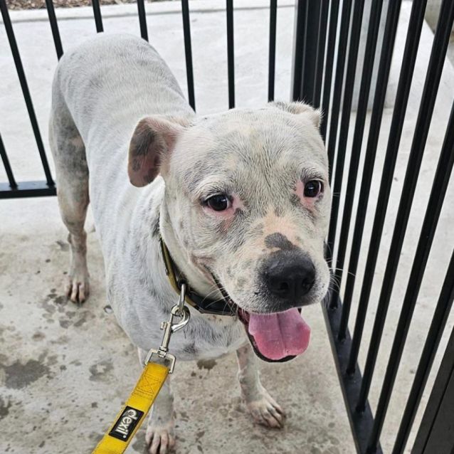 Photo of Stella