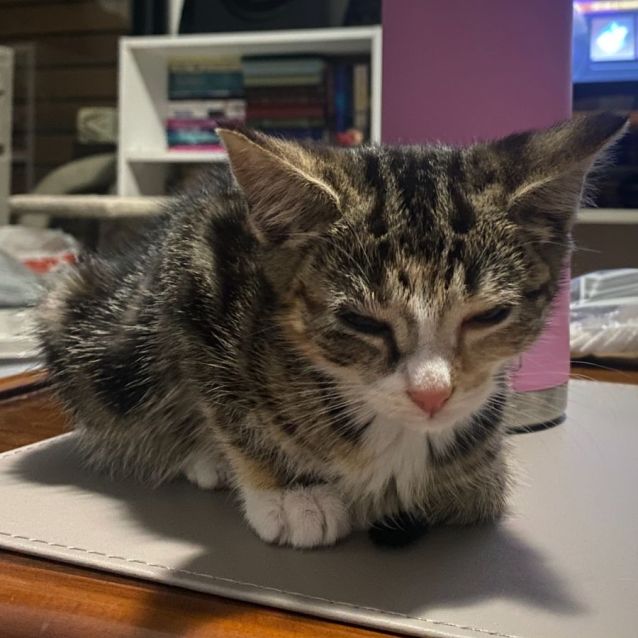 Photo of Kima **2nd Chance Cat Rescue**