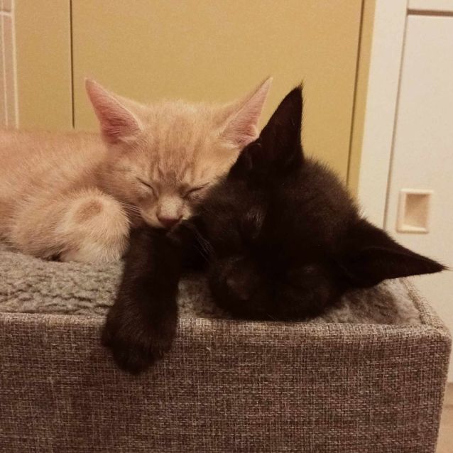 Photo of Kyle **2nd Chance Cat Rescue**