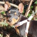 Photo of Mouse