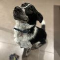 Photo of Pip