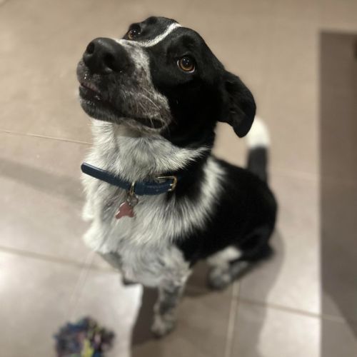Pip