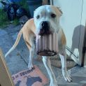 Photo of Bullseye