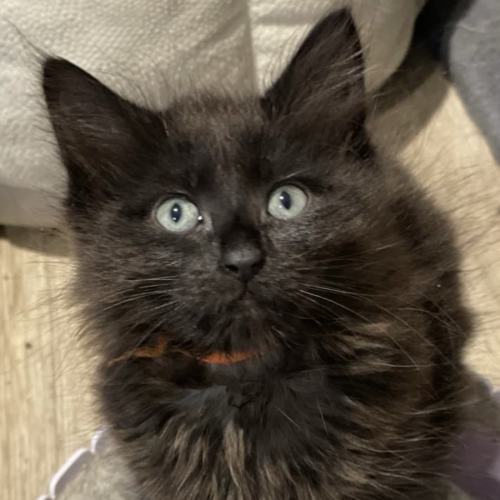 Clementine **2nd Chance Cat Rescue**