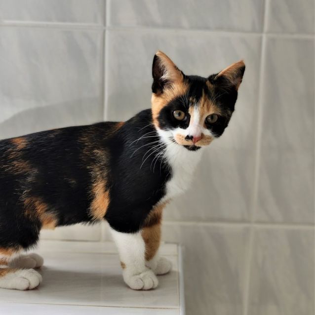 Photo of Bandit ^^Dandy Cat Rescue^^