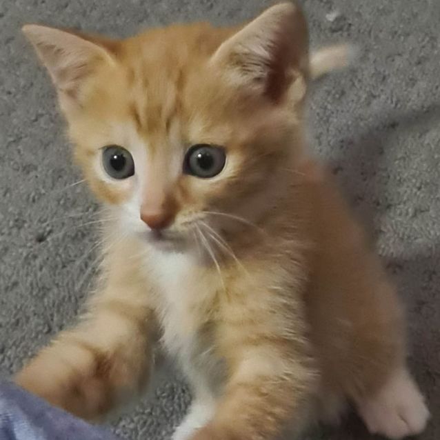 Photo of Pedro