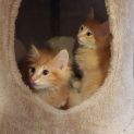 Photo of Koda & Kenai π»π»