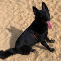 Photo of Bear