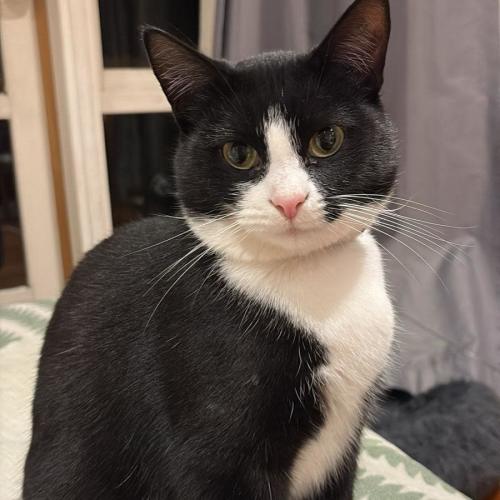 No photo for Kitty (Lola)