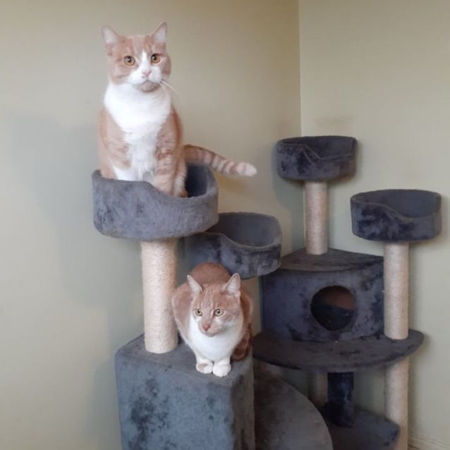 Photo of Boots And Yubo