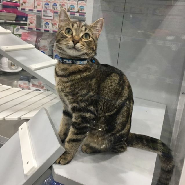 Photo of Betsy  Meet Me At Pet Stock Keysborough