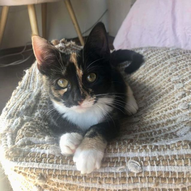 Photo of Meghan (Markle) *9 Lives Project Rescue*