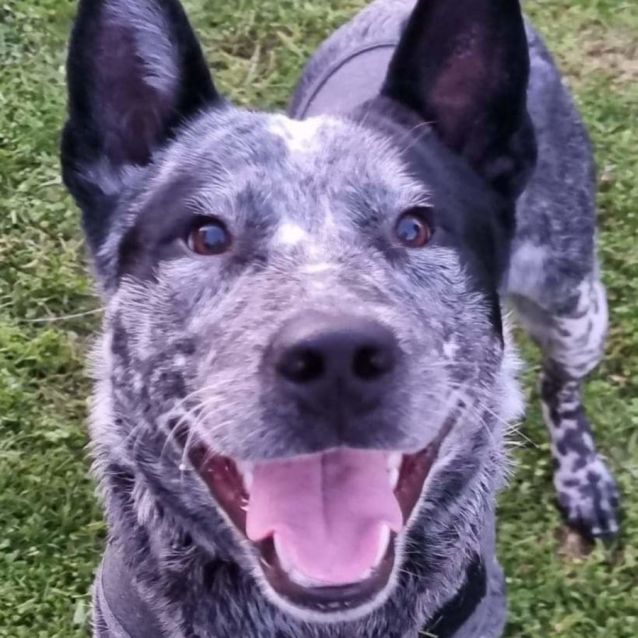 Photo of Agadore Spartacus 