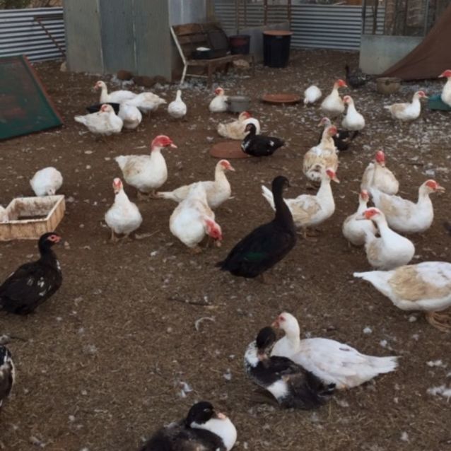 Photo of Friendly, Tame Ducklings & Drakes