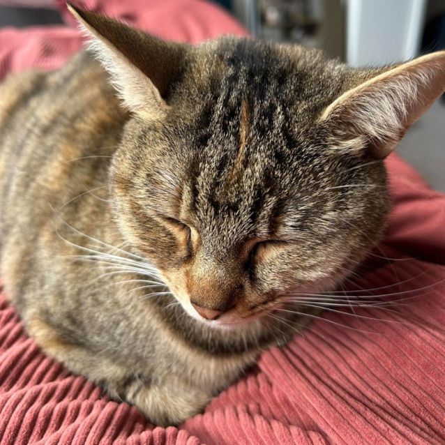 Photo of Luna *9 Lives Project Rescue*