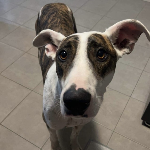 Photo of Huckleberry Finn 