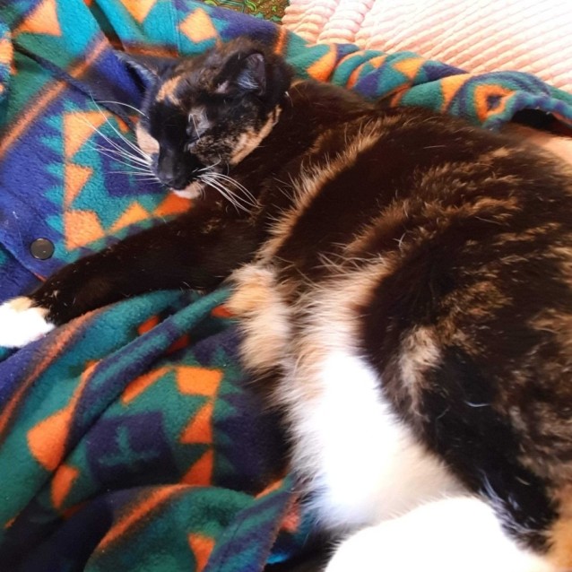 Photo of Taco (Puss)