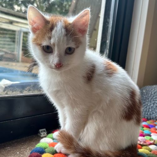 Saffron **2nd Chance Cat Rescue**
